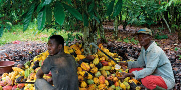 Heavy rains leave Ivory Coast cocoa farmers split on harvest outlook